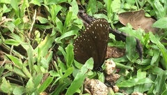 Euploea camaralzeman malayica