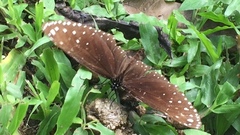 Euploea camaralzeman malayica