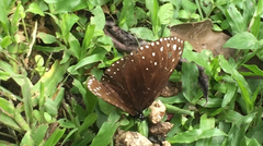 Euploea camaralzeman malayica