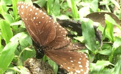 Euploea camaralzeman malayica