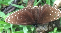 Euploea camaralzeman malayica