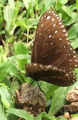 Euploea camaralzeman malayica