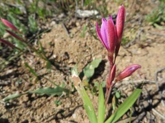 Hesperantha pauciflora