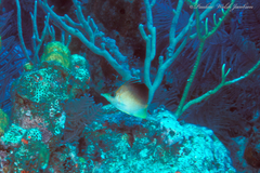 Prognathodes aculeatus