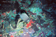 Pomacanthus arcuatus