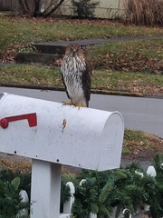 Accipiter cooperii