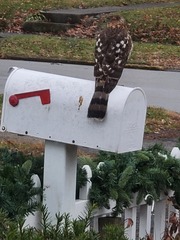 Accipiter cooperii