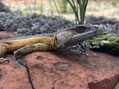 Pseudocordylus melanotus