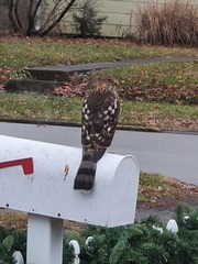 Accipiter cooperii