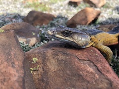 Pseudocordylus melanotus