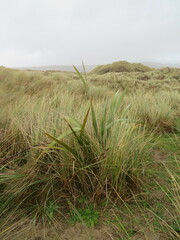 Phormium tenax