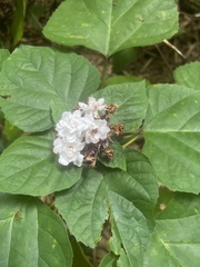 Clerodendrum chinense
