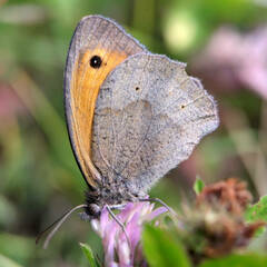 Maniola jurtina