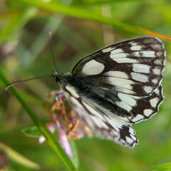 Melanargia galathea