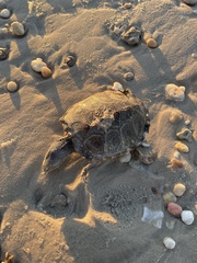 Malaclemys terrapin