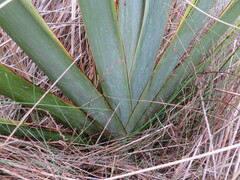 Phormium tenax