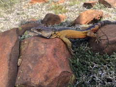 Pseudocordylus melanotus