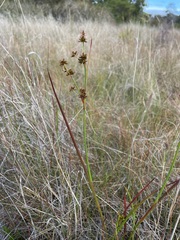 Juncus holoschoenus
