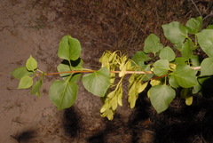 Fraxinus anomala