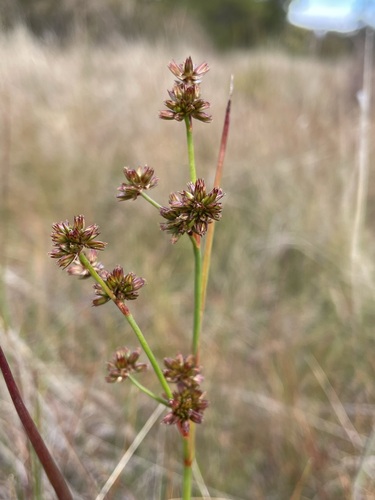 Image of Juncus holoschoenus by (c) Matt Berger, some rights reserved (CC BY)