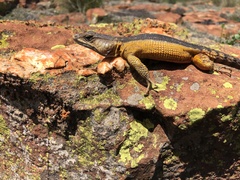 Pseudocordylus melanotus