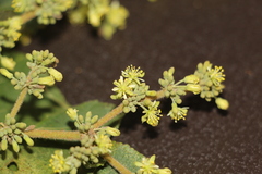 Heliocarpus americanus
