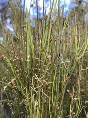 Leptomeria drupacea