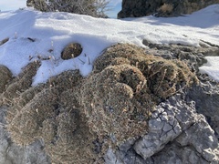 Petrophytum caespitosum