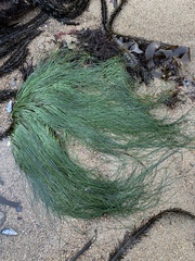 Phyllospadix torreyi