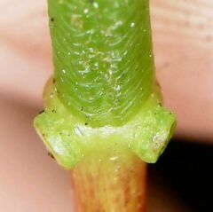 Erythrina crista-galli