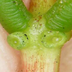 Erythrina crista-galli