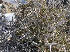 Cercocarpus intricatus