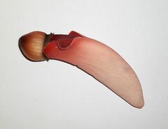 Erythrina crista-galli