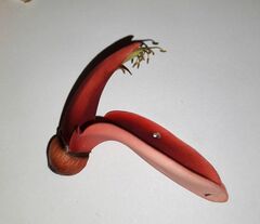 Erythrina crista-galli