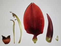 Erythrina crista-galli