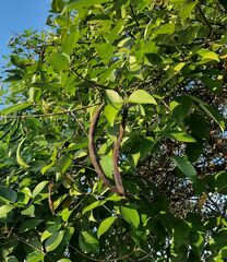 Erythrina crista-galli
