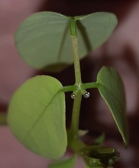 Erythrina crista-galli