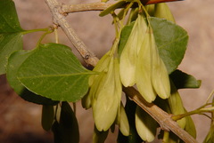 Fraxinus anomala