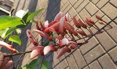 Erythrina crista-galli