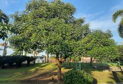 Erythrina crista-galli