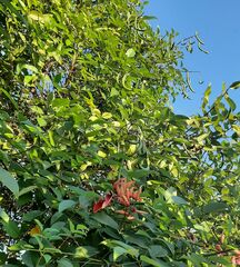 Erythrina crista-galli