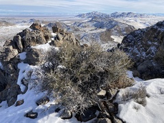Cercocarpus intricatus