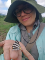 Panthiades bathildis