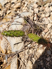 Opuntia repens