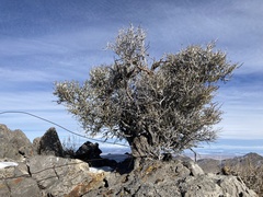 Cercocarpus intricatus