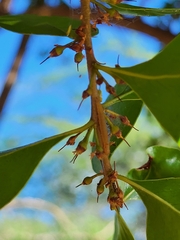 Sideroxylon obovatum