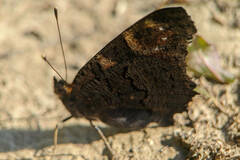 Aglais io