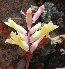 Lachenalia trichophylla