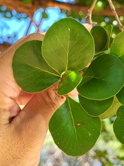 Sideroxylon obovatum