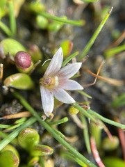 Selliera radicans